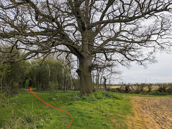 Turn left on Wareside restricted byway 80