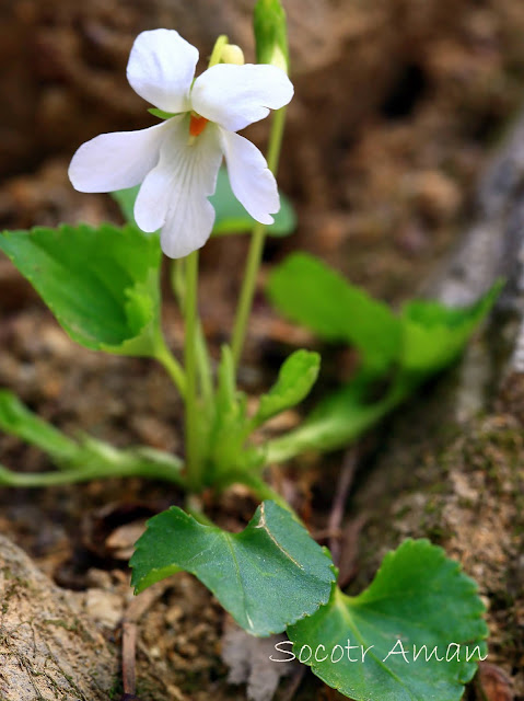 Viola grypoceras