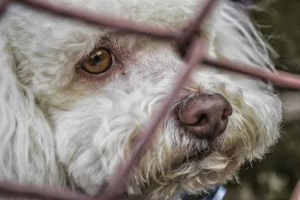 Busco un hogar para mí, adóptame, no compres