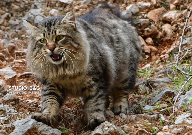 Η φωτογραφία της ημέρας: Η γάτα