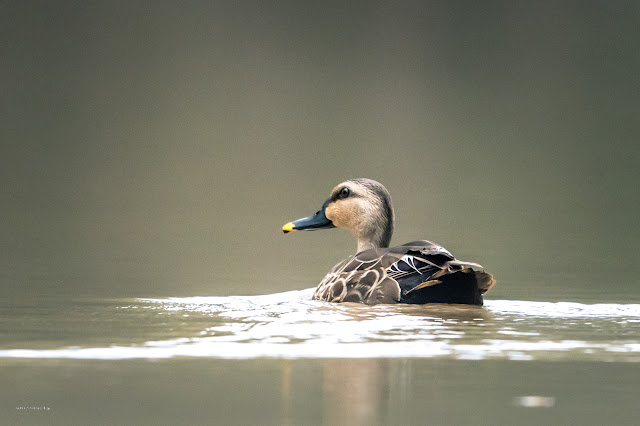 An Bui 2024 Dong Thap - Indian spot-billed duck (Vịt trời, Vịt mỏ đốm)