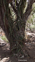 Cactus vine on a tree - Koko Crater Botanical Garden, Oahu, HI