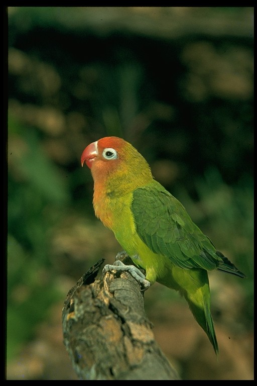 images of lovebirds. Lovebird Microsoft® Encarta®