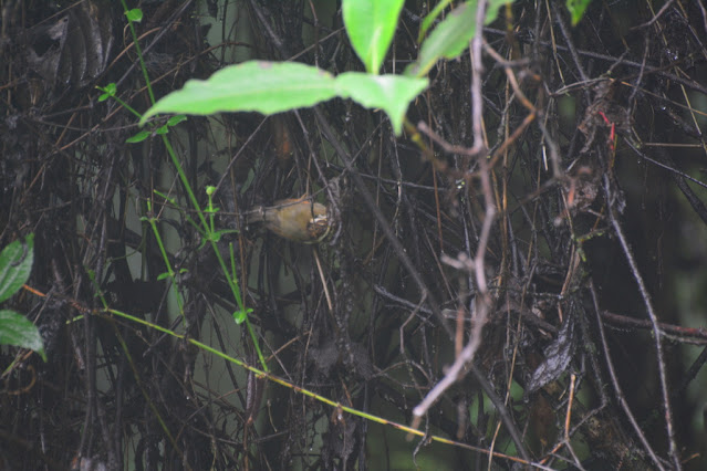 Schoeniparus castaneceps