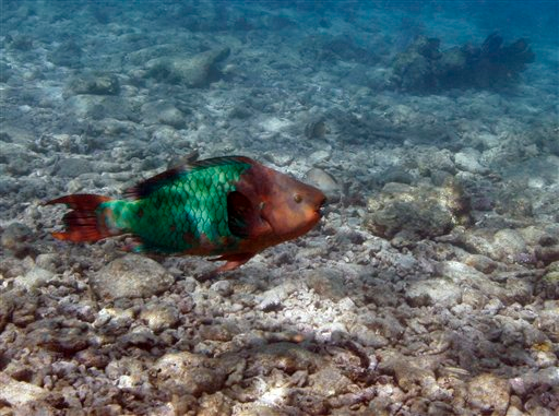 food chain coral reef. Coral reefs are dying,