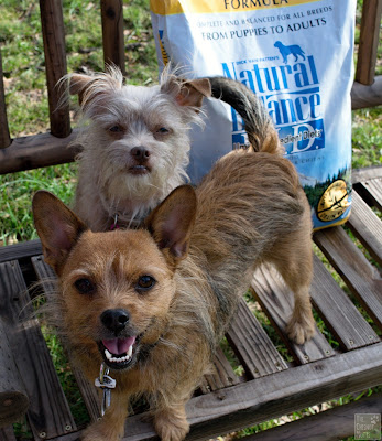 Jada and Bailey next to their Natural Balance L.I.D. dog food