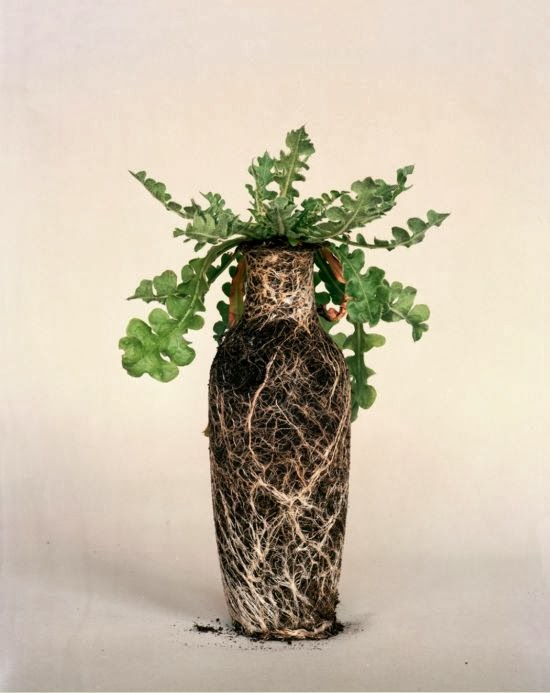 Diana Scherer photography nature plants roots vase