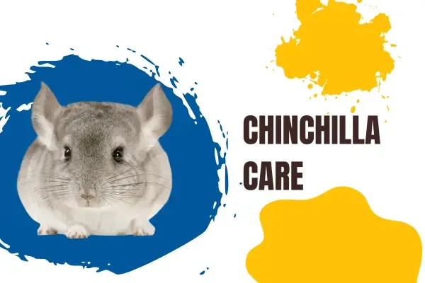 Chinchilla: Personality, Health, Diet, Price, and Care