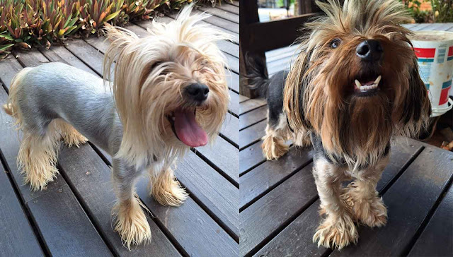 Blair & Cooper Yorkshire Terrier Pair