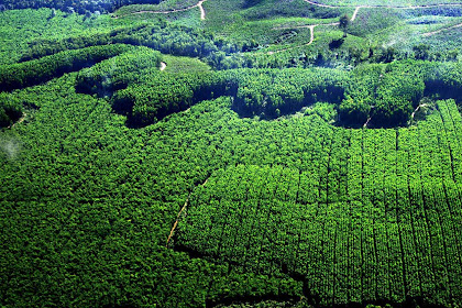 10 Manfaat Hutan Bagi Kehidupan Manusia