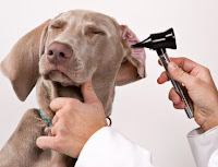 Dog Ear Remedies2