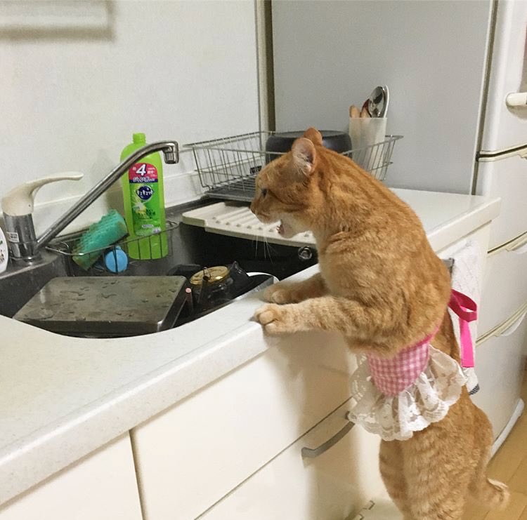 Katze in rosa Schuerze muss den Abwasch machen Spassbilder Haushalt Haushalt, Küche, Lustige Predigt