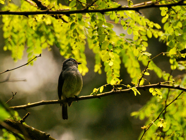 Burung Sikatan Ninon | Indigo Flycatcher