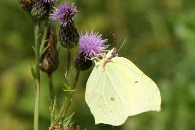 Citroenvlinder - Gieltsje - Gonepteryx rhamni