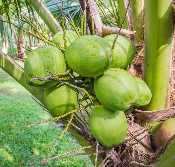 coconut farming, commercial coconut farming, coconut farming business, how to start coconut farming, guide for starting coconut farming, coconut farming business guide