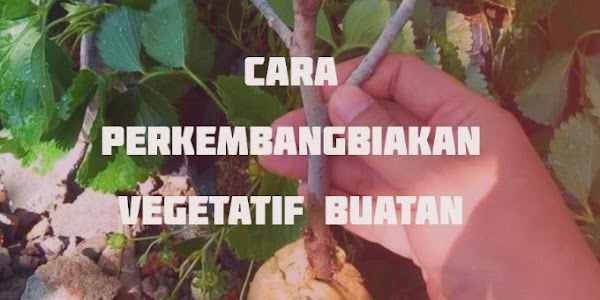 5+ Cara Perkembangbiakan Vegetatif Buatan (Gambar Lengkap)