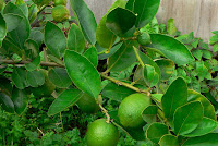 Citrus x aurantifolia