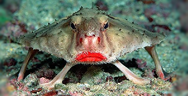 Red Lipped Batfish
