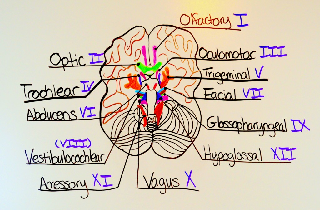 Traumagency: Cranial Nerve Examination