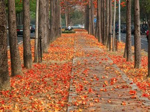 Autumn Season in America