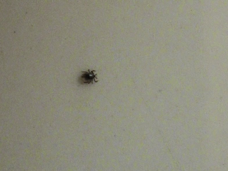tick