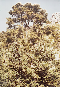 Pinsapo de "El Moreno" en la Cañada de Bellina, entre pimpollos de pinsapo (verano de 1983). Autor Rudolf Janda. Fuente: Archivo personal de José Pino Rivera.