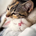 Compassion for Animals