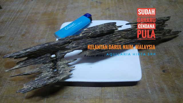 Rare, Kyara, Kinam, Kynam, Qinam, Qi-nan, Agarwood, 沉香, 香道, 香文化, 奇楠, 黄熟香, 沈梗, 泥沈香, 沈香, Incense, Perfume, Scent, Aquilaria, Aloeswood, Eaglewood, Resin, Oud, Oudh, PaloSanto, Candan, FrankIncense, Hirta, KoDo, Censer, Bonsai, Ambergris, Bracelet, Rosary, Sandalwood, Incense Heater, Incense Burner, Electronic Incense Heater, Musk, Eaglewood, Malaccensis, Oolong, Gaharu, Agaru, Agar, Amber, العود دهن_العود ماليزيا