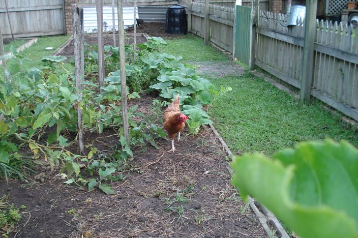 Simple Living Series - Let's talk chooks, part 3