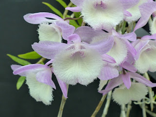 Dendrobium aphyllum