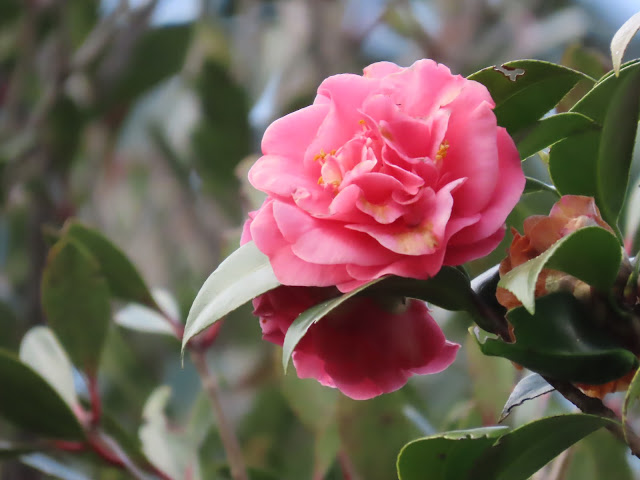 20240101陽明山.花卉實驗中心.茶花