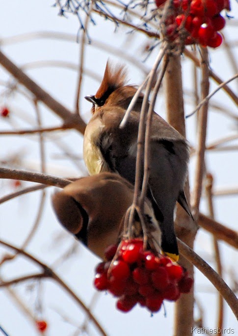 10. cedar waxwings-kab