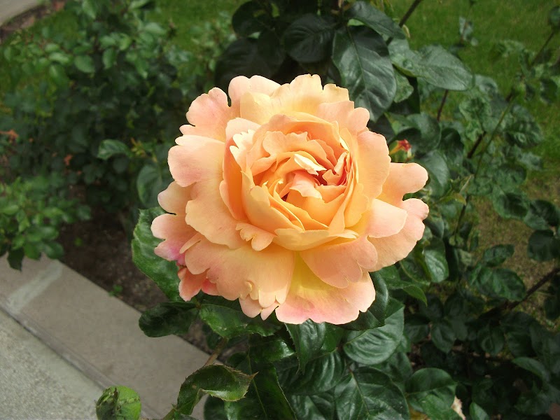 22+ Bunga Rose, Untuk Mempercantik Hunian
