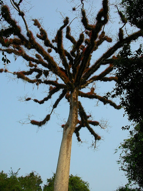 Ceiba pentandra