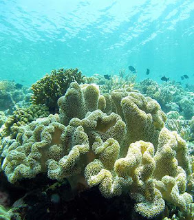 Wakatobi Conservation Area