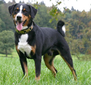 Appenzeller Sennenhund Switzerland Dog