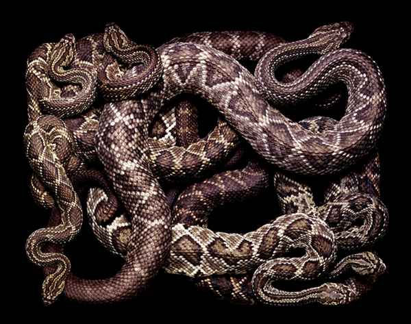 Snake skin -very expensive 