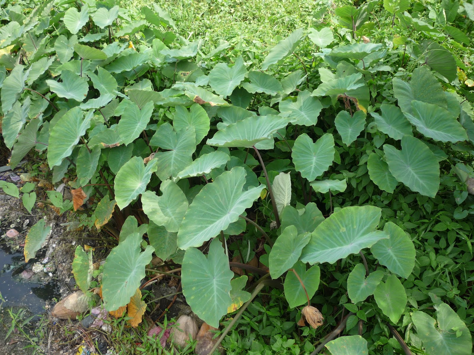 Affnan's Aquaponics: Keladi (Yam) - Trying this plant in ...