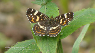 Araschnia levana forma intermedia DSC145207