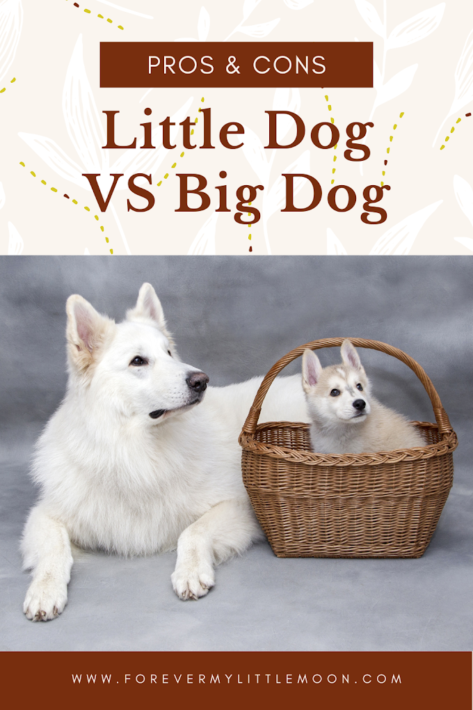 Little Dog VS Big Dog: Pros & Cons of Both