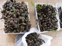 brunei Buah Jaring