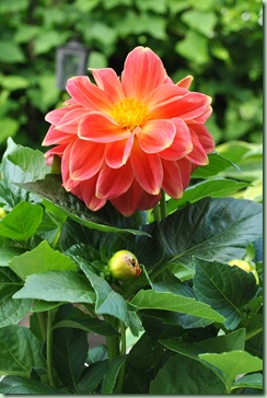 Dahlia
