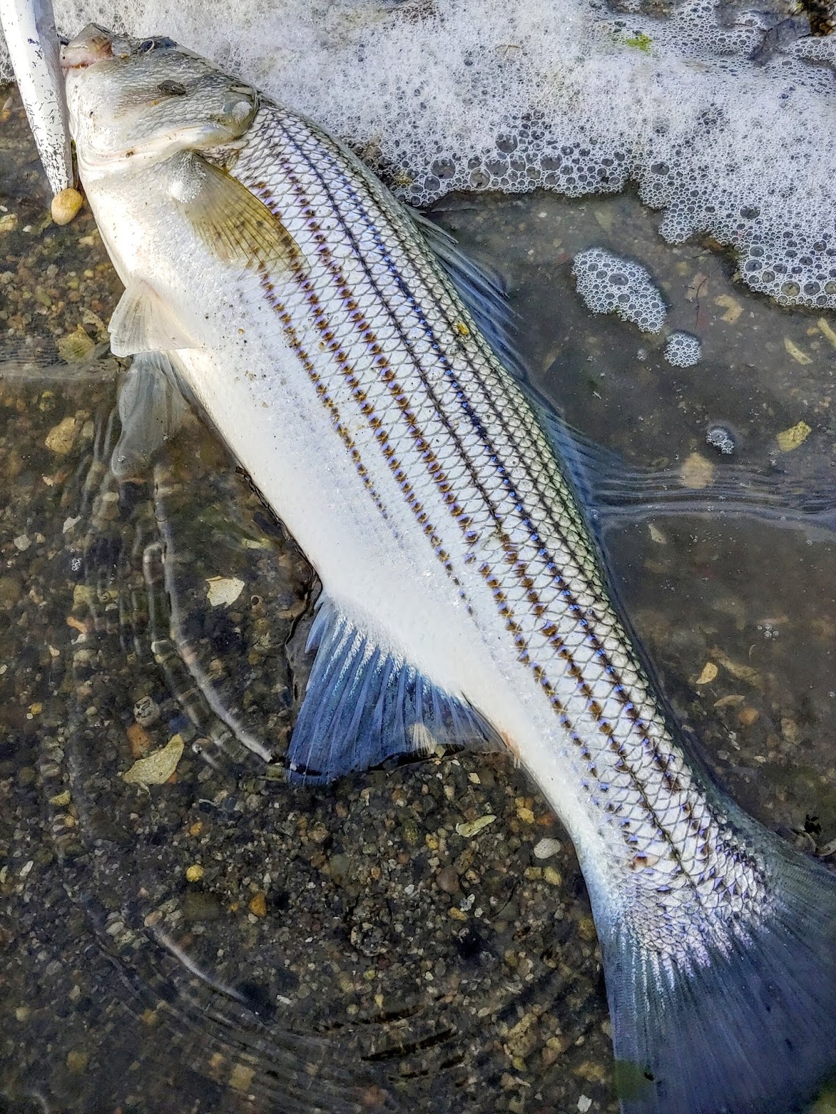 Rhode Island Striped Bass: A September to Remember
