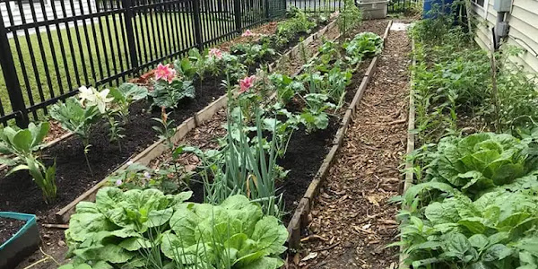 Berkebun di Belakang Rumah - Panduan Menanam Sayuran