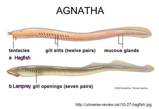 Berikut ini ciri  ciri  hewan  Vertebrata  Ciri  ciri  Agnata 