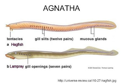  Berikut  ini  ciri ciri hewan  Vertebrata Ciri ciri Agnata 