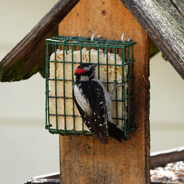 Hairy Woodpecker (Leuconotopicus villosus)