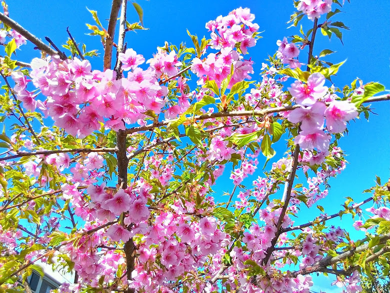滿意的櫻花配藍天