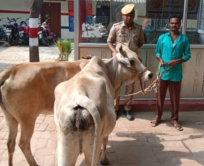 पुलिस के हत्थे चढ़ा पशु चोर, कब्जे से दो गाय बरामद