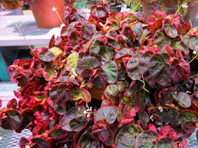 Philadelphia Flower Show 2019 - begonia